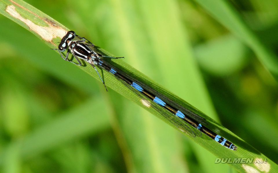 Variable Bluet (Coenagrion pulchellum)